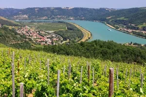 vignoble